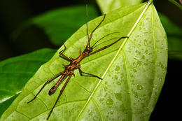 Strašilka, NP Gunung Mulu, Sarawak, Borneo
