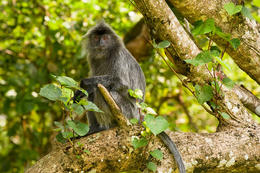 Hulman stříbrný, NP Bako, Sarawak, Borneo