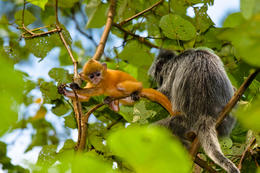 Hulman stříbrný, NP Bako, Sarawak, Borneo