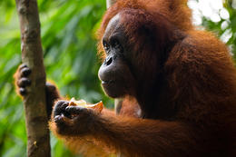 Orangutan bornejský, Borneo