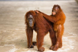 Orangutan bornejský, Borneo