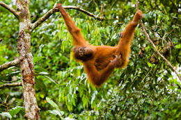 Orangutan bornejský, Borneo