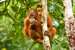 Orangutan bornejský, Borneo