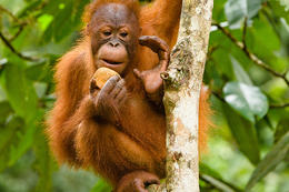 Orangutan bornejský, Borneo