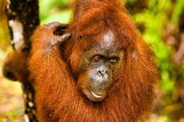 Orangutan bornejský, Borneo