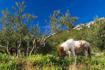 Trstenik, poloostrov Pelješac, Chorvatsko