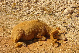 Výlet k Pažskému trojúhelníku - pažské ovce, ostrov Pag