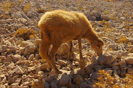 Výlet k Pažskému trojúhelníku - pažské ovce, ostrov Pag