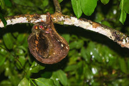Letucha malajská, NP Bako, Sarawak, Borneo
