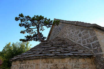 Nerežišća - zakrslá borovice na kostelíku sv. Petra a Pavla, ostrov Brač, Chorvatsko