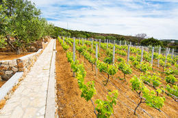 Apartmány Menula - okolí domu, Stará Novalja, ostrov Pag, Chorvatsko