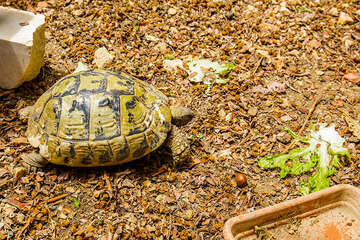 Apartmány Orhideja, Drvenik, Makarská riviéra, Chorvatsko