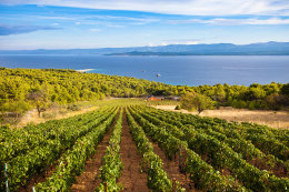 Bol - vinice nad letoviskem cestou k Megalitickému parku, ostrov Brač, Chorvatsko