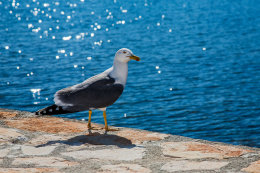 Novigrad, Istrie, Chorvatsko