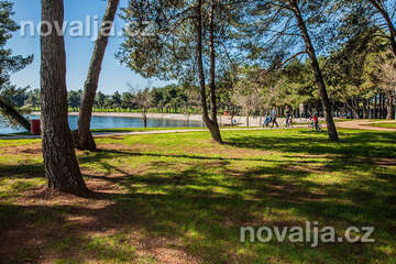 Novigrad - borovicový háj u pláže a promenády, Istrie, Chorvatsko