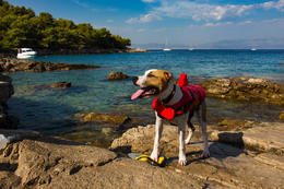 Stomorska - koupání z plochých kamenů je vhodné pro psy, ostrov Šolta, Chorvatsko