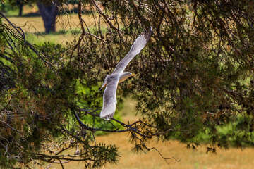 Národní park Brijuni, Istrie, Chorvatsko