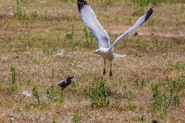 Národní park Brijuni, Istrie, Chorvatsko