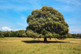 Národní park Brijuni, Istrie, Chorvatsko