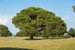 Národní park Brijuni, Istrie, Chorvatsko