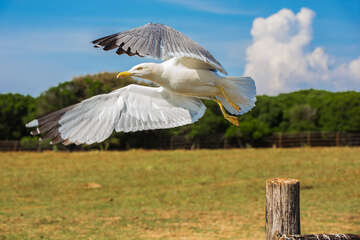 Národní park Brijuni - safari park, Istrie, Chorvatsko