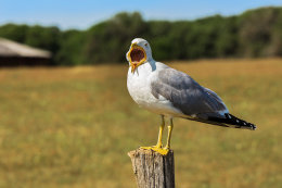 Národní park Brijuni - safari park, Istrie, Chorvatsko