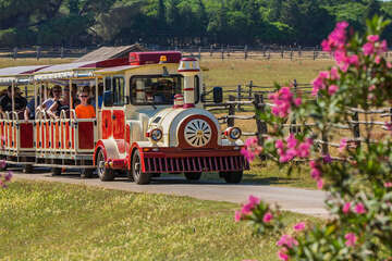 Národní park Brijuni - safari park, turistický vláček, Istrie, Chorvatsko