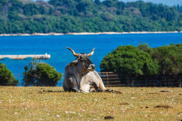 Národní park Brijuni - safari park, Istrie, Chorvatsko