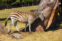 Národní park Brijuni - safari park, Istrie, Chorvatsko