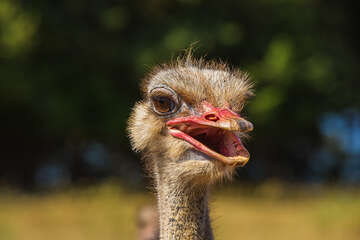 Národní park Brijuni - safari park, Istrie, Chorvatsko