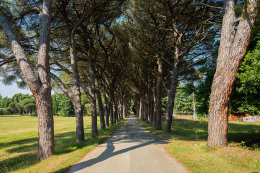 Národní park Brijuni - stromová alej, Istrie, Chorvatsko