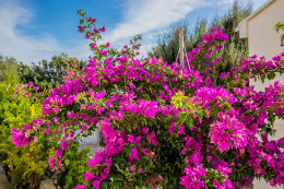 Apartmány Odorčić - okolí domu, Potočnica, ostrov Pag, Chorvatsko