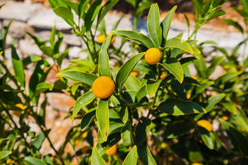 Apartmány Vlaho I, jižní zátoky, ostrov Hvar, Chorvatsko