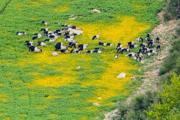 Prološko Blato - chov koz, Chorvatsko