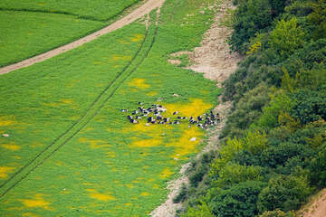 Prološko Blato - chov koz, Chorvatsko