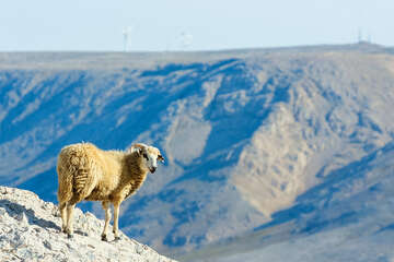 Metajna - Beritnica, ostrov Pag, Chorvatsko