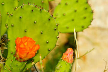 Metajna, ostrov Pag, Chorvatsko