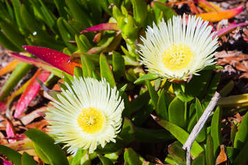 Orebič - kvetoucí sukulenty, poloostrov Pelješac, Chorvatsko
