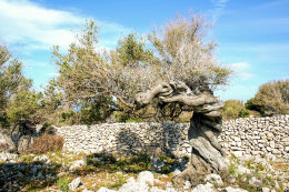 Olivovníky Lun, ostrov Pag, Chorvatsko 