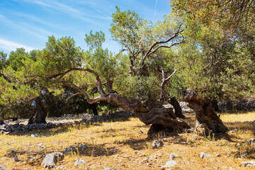 Olivovníky Lun, ostrov Pag, Chorvatsko 