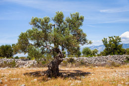 Olivovníky Lun, ostrov Pag, Chorvatsko 