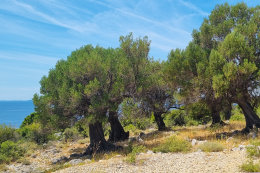 Olivovníky Lun, ostrov Pag, Chorvatsko 
