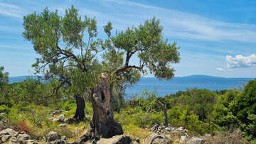 Olivovníky Lun, ostrov Pag, Chorvatsko 