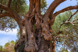 Olivovníky Lun - nejširší strom  olivovníku starý 2000 let, ostrov Pag, Chorvatsko 