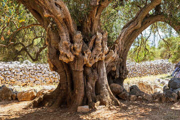Olivovníky Lun - nejširší strom  olivovníku starý 2000 let, ostrov Pag, Chorvatsko 