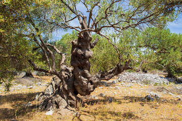 Olivovníky Lun, ostrov Pag, Chorvatsko 