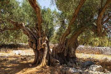 Olivovníky Lun - nejširší strom  olivovníku starý 2000 let, ostrov Pag, Chorvatsko 