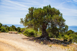 Olivovníky Lun, ostrov Pag, Chorvatsko 