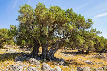 Olivovníky Lun, ostrov Pag, Chorvatsko 