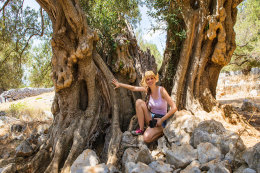 Olivovníky Lun - nejširší strom  olivovníku starý 2000 let, ostrov Pag, Chorvatsko 